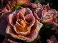 Morgensonne auf Rosen mit Raureif